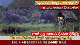 Tusker attacking to wild elephant 🐘😲 elephants came to paddy fields elephant savewildlife attack [upl. by Kenzi]