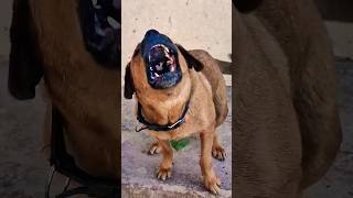 barking sounds for dogs barkingsound fordogs shorts trendingshorts viralshort [upl. by Nawk968]