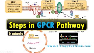 Structure of G Protein Coupled Receptor GPCR Steps in G Protein Coupled Receptor Pathway [upl. by Belvia993]