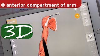 Muscles of Anterior of Compartment of Arm  doctor speedy [upl. by Akitahs]