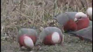 Galahs or Rosebreasted Cockatoos feeding in the wild [upl. by Kleper]