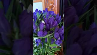 Gentiana Scabra rindou flowers satisfying shortvideo short viralvideo shorts [upl. by Avevoneg]