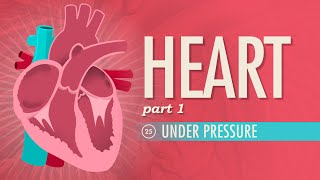 Layers of the heart  Human anatomy and physiology  Health amp Medicine  Khan Academy [upl. by Zannini]