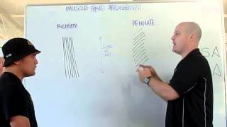 Muscle fiber arrangement PCSA ACSA [upl. by Hsak]