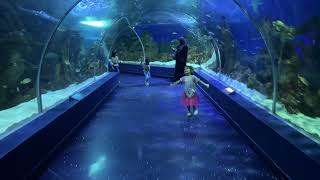 Jeddah fakieh Aquarium  Fakieh Aquarium [upl. by Lemert]