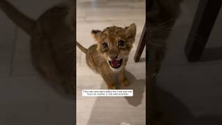 The man saved a motherless lion cub from the wilderness and then animalshorts shortvideo [upl. by Emalee]