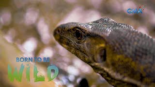 Monitor lizards caught eating cane toads  Born to be Wild [upl. by Stannwood]