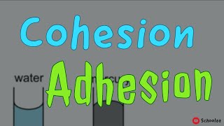 cohesion adhesion [upl. by Basile460]