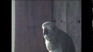 Pogo Timneh African Grey Parrot Talking [upl. by Annayk]