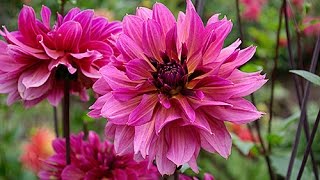 TOUT SAVOIR SUR LES DAHLIAS ET AUTRES TUBERCULES DÉTÉ [upl. by Nylleoj309]