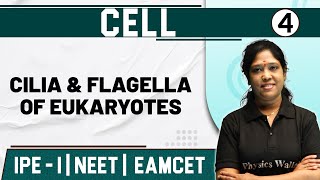 CELL 04  Cilia amp Flagella of Eukaryotes  Botany  Class 11  NEET  EAMCET [upl. by Ehctav498]