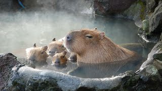 ok i pull up capybara [upl. by Hbaruas]