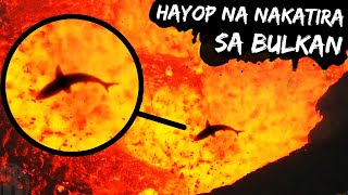 10 Hayop na Nakatira sa Bulkan [upl. by Barvick]