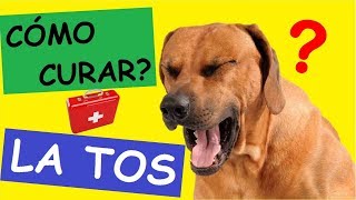 Como Curar a un PERRO CON TOS [upl. by Navert]