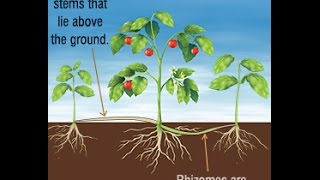 Differences and Similarities Between Stolons and Rhizomes [upl. by Nauquf764]