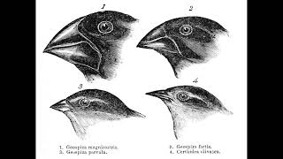 Parapatric speciation  Quick overview PhonicPedia [upl. by Etnahsal]