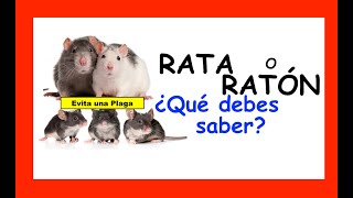 TIENES RATAS O RATONES EN CASA ESTE VIDEO TE PUEDE AYUDAR A BUSCAR UNA SOLUCION [upl. by Stephana760]