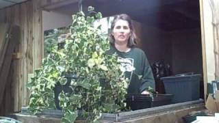 Part 1 How to Make Cuttings and Propagate Succulent Senecio Variegated Jade Ivy Vine [upl. by Novek]