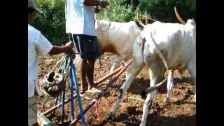 Traditional Wheat Farming in Rural Maharashtra [upl. by Cargian]