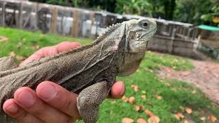 245 quot Male Lewisi Cyclura Iguana Almost tame Nice Blue color [upl. by Havens]