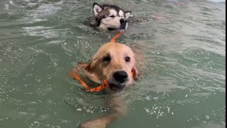 Golden Retriever Puppy Teaches Giant Husky How To Swim Cutest Ever [upl. by Goldman]