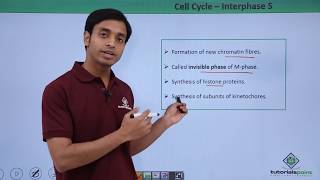 Class 11th  Cell Cycle – Interphase S  Cell Cycle and Cell Division  Tutorials Point [upl. by Allenad]