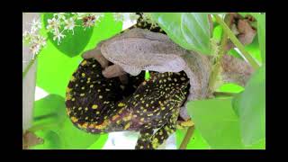 Very rare sighting Camelion vs Camelion chameleons Kamelion [upl. by Nnayrb]