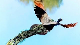 Peacock Flying High  Watch the Amazing Peacock Flight [upl. by Ilzel]