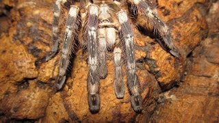 Poecilotheria Subfusca Highland Sri Lankan Ivory Ornamental [upl. by Milburn226]