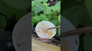 Natural pest control andrethefarmer organicgardening naturalpestcontrol gardeningtips garden [upl. by Akemot]