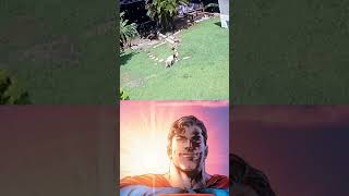 Storeman starman meme goat save superman memes fyp foryou dog [upl. by Hgielhsa]