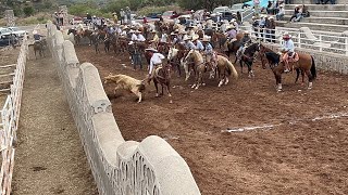 Rodeo en mimbres Valparaíso 22 diciembre [upl. by Lunneta736]