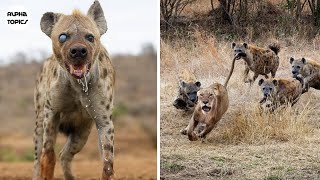 The Insane Life Of Spotted Hyenas [upl. by Ztnaj]