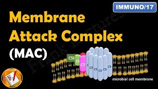 Membrane Attack Complex  Terminal Steps of Complement Pathways Part V FLImmuno17 [upl. by Friedman]