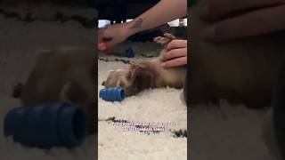 Retour dans la cachette secrète 🥰🫶🏻 furet furets ferret ferrets funnyvideos funnyshorts [upl. by Oicirbaf]