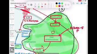 immunosuppressants immunology 63  First Aid USMLE Step 1 in UrduHindi [upl. by Idyh744]