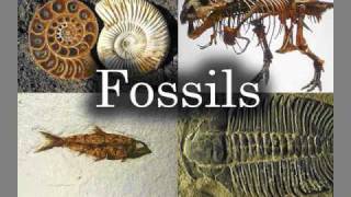 Teachers Guide to Fossils [upl. by Attevaj899]