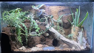 SUCCESSFUL leopard gecko arid vivarium🦎🦎 [upl. by Letizia]