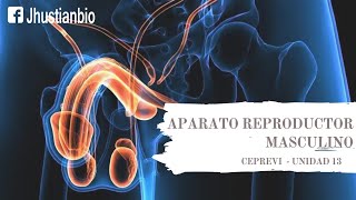 APARATO REPRODUCTOR MASCULINO [upl. by Ainegul]