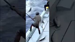 Efficient Tuna Fishing Maldivian Pole and Line Magic [upl. by Aneet]