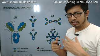 Antibody structure and function  Immunoglobulin [upl. by Ignatzia]