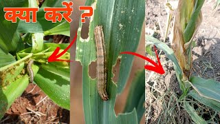 मक्का फाल आर्मी वर्म और तना सड़न का आसान कंट्रोल समझदारी से। Fall Army Worm and Bacterial Stalk Rot [upl. by Osman]