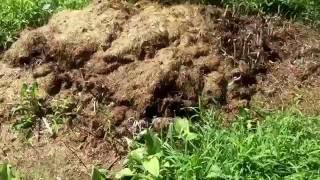 Easy way to Compost Chicken Manure [upl. by Adlee]