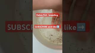 Zebrafish breeding in tub [upl. by Jackie]