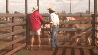 How cattle are prepared for the live cattle export trade [upl. by Barlow]