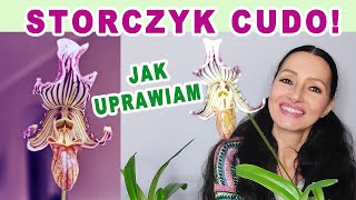 I zakwitł storczykowy arystokrata Jak dbać o storczyka sabotka paphiopedilum fairrieanum [upl. by Manheim581]