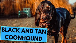 Black and Tan Coonhound  TOP 10 Interesting Facts [upl. by Rikki]