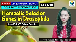 HOMEOTIC SELECTOR GENES OF DROSOPHILA  DEVELOPMENTAL BIOLOGY OF DROSOPHILAPART10 CSIR NET [upl. by Aelhsa307]