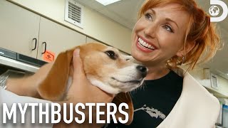 Secret Tactics to Outsmart Sniffer Dogs  Mythbusters  Discovery [upl. by Anaehs603]