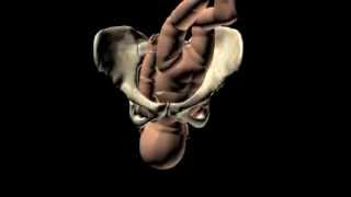 La naissance dun enfant  accouchement en 3D [upl. by Inahpets]